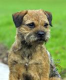 Border Terrier 9P96D-149